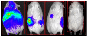 Screen Shot 2015-09-15 at 10.45.54 PM